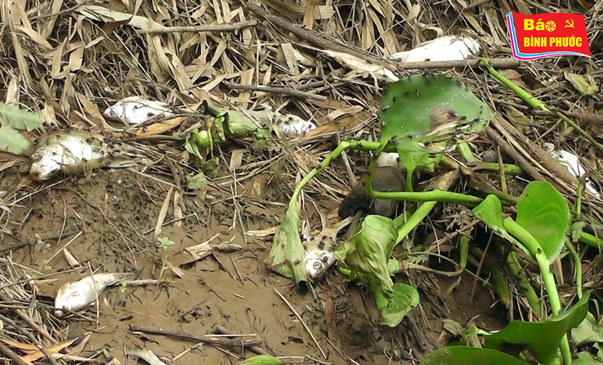 [Video] Cá chết trắng sông Sài Gòn: Nguyên nhân do đâu?