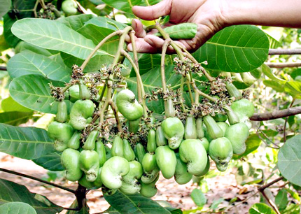 Campuchia khuyến cáo nông dân trồng điều