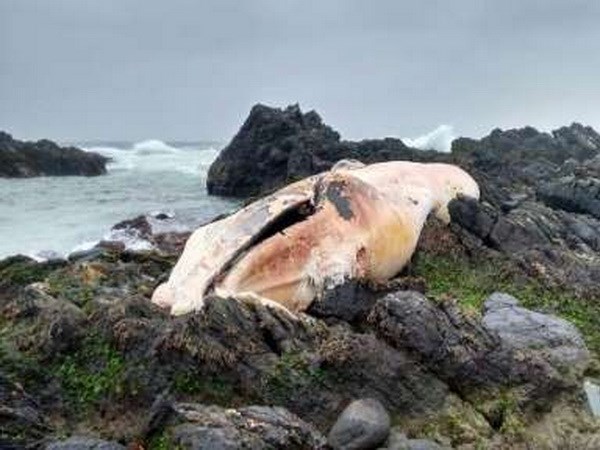 Chile nỗ lực điều tra nguyên nhân cá voi chết hàng loạt