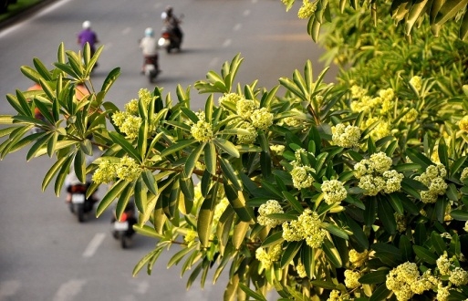 Những lo&agrave;i hoa đua sắc "gọi" m&ugrave;a thu về