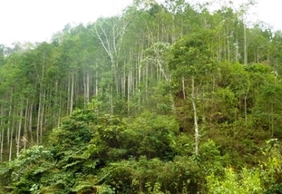 7 tháng, thu tiền dịch vụ môi trường rừng 567,34 triệu đồng