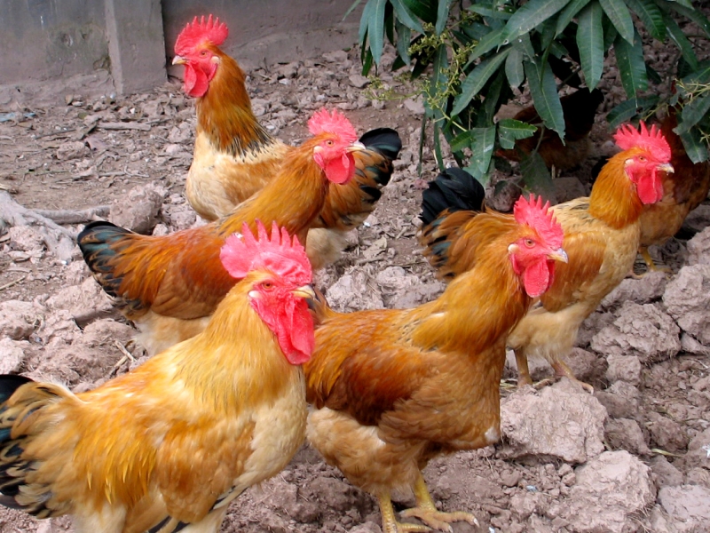 Bình Long triển khai chương trình gia công hợp tác nuôi gà