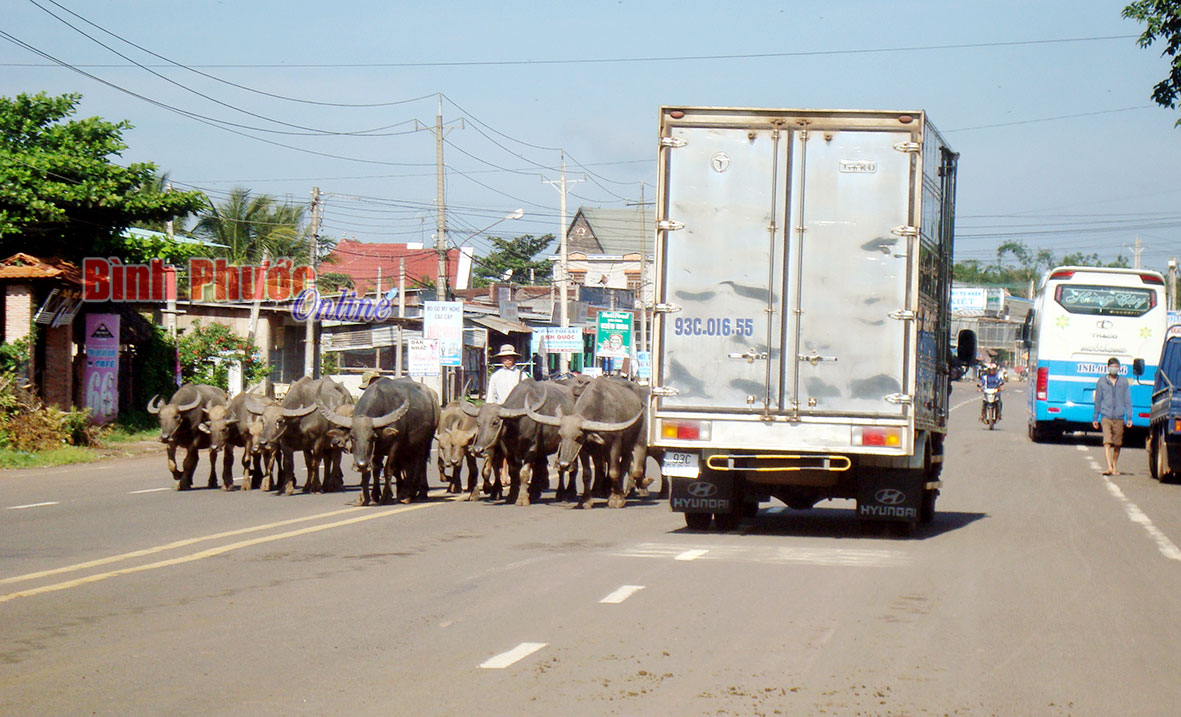 Cần xử lý nghiêm chăn thả gia súc trên đường