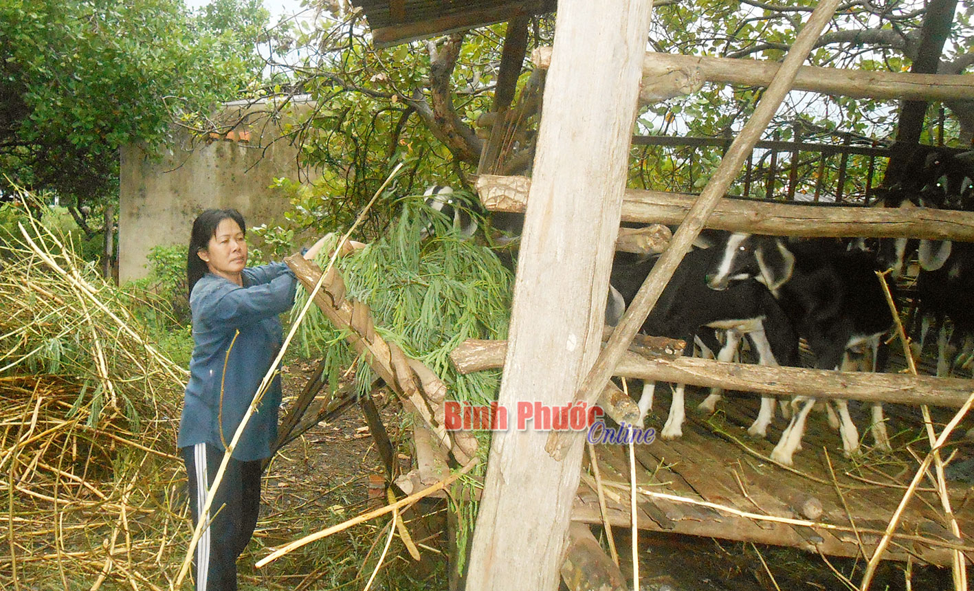 Chị Nông Thị Lệ: Giỏi việc nước, đảm việc nhà