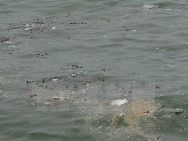 Nhiều tàu cá ở Quảng Bình "tê liệt" sau sự cố ô nhiễm biển