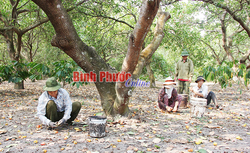 Cầm cố đất, bán điều non, vay nặng lãi ở Bù Gia Mập vẫn chưa “hạ nhiệt”  