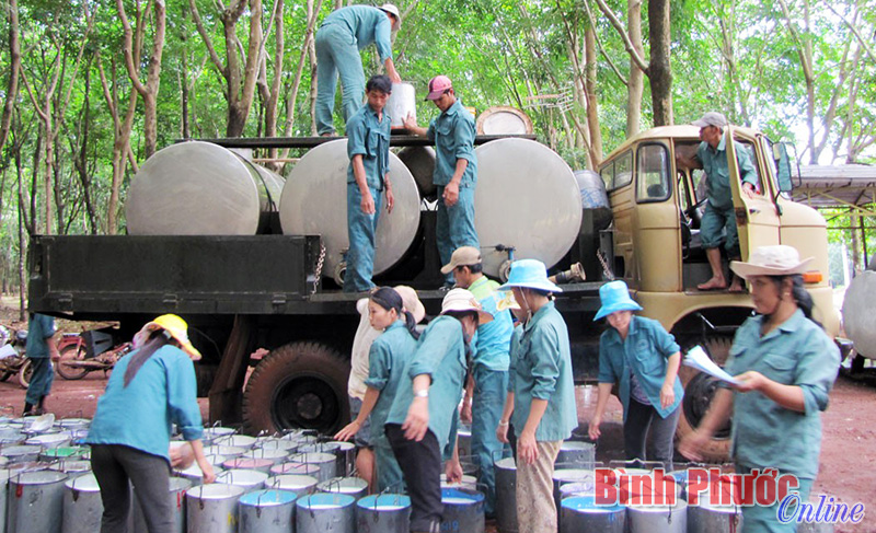 Cần có quy chuẩn quốc gia quản lý chất lượng mủ cao su nguyên liệu