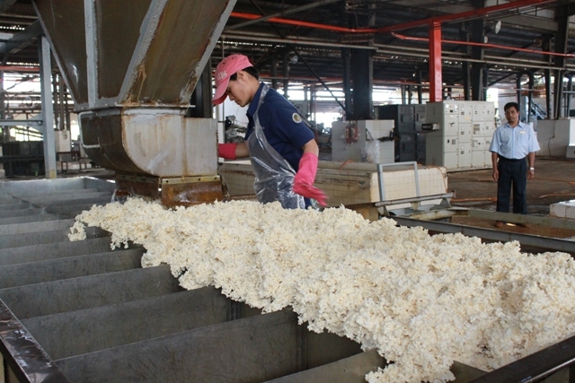 Nên thu mua cao su theo cách tính DRC?