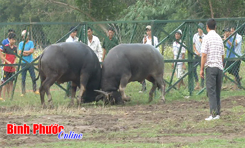 Huyện Hớn Quản tổ chức vòng loại Hội chọi trâu năm 2016