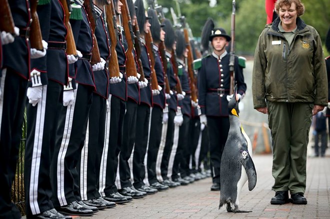 Chú cánh cụt nổi tiếng nhất thế giới được phong Chuẩn tướng