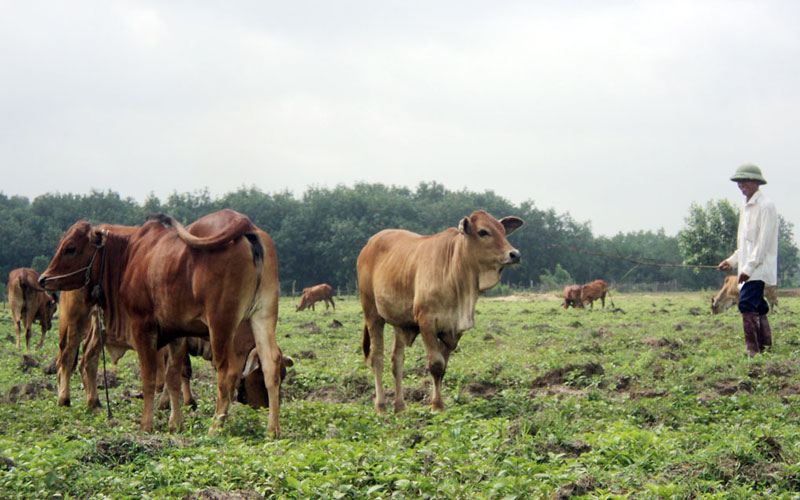 Cho phép 47 dự án đầu tư chăn nuôi trên địa bàn tỉnh