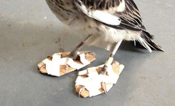 Bức ảnh chú chim nhại đi giày gây bão trên mạng Internet
