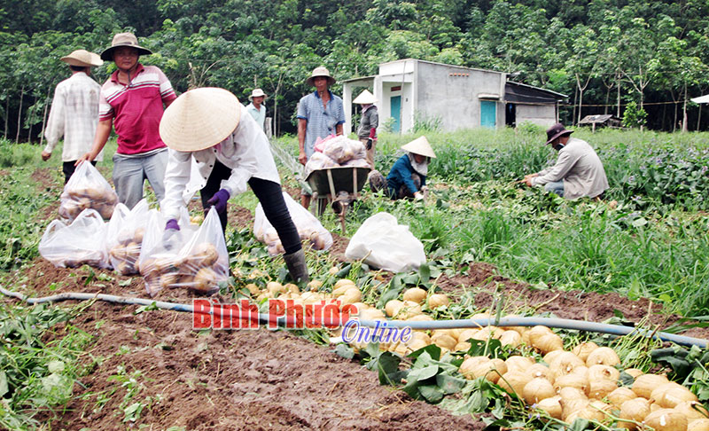 Giá sắn cao - nông dân thu hoạch sớm được lợi