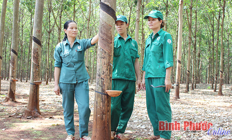 Đảng bộ C&ocirc;ng ty cao su B&igrave;nh Long: Chủ động, s&aacute;ng tạo trong học v&agrave; l&agrave;m theo B&aacute;c