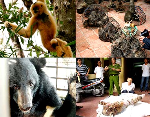 Người đứng đầu cấp ủy, ch&iacute;nh quyền phải chịu tr&aacute;ch nhiệm nếu để xảy ra bu&ocirc;n b&aacute;n động vật hoang d&atilde; nguy cấp, qu&yacute;, hiếm