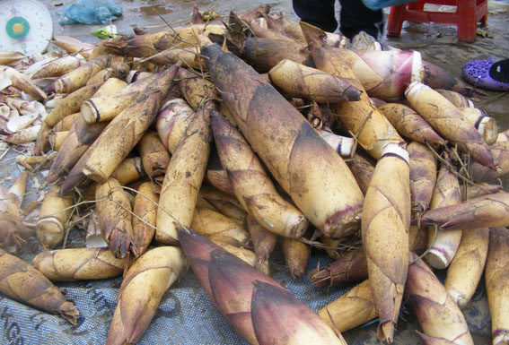 Nhà nông Chơn Thành trúng mùa măng