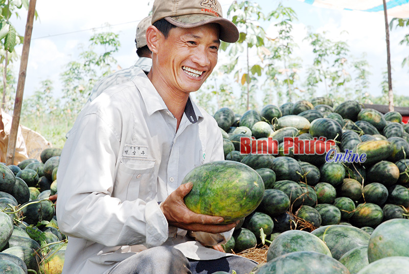 Mùa dưa hấu ở Tân Phú