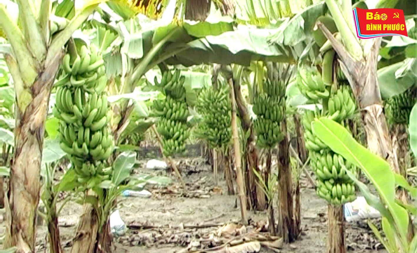 [Video] Hiệu quả kinh tế từ cây chuối già lùn hương