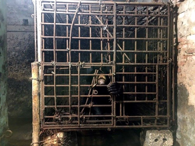 Cứu hộ cá thể gấu chó sau 7 năm sống trong “nhà sắt” ở Nam Định