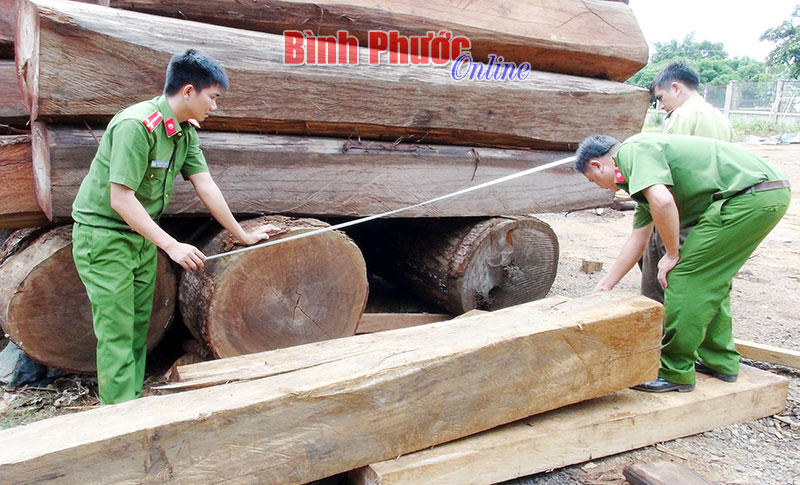 Ph&aacute;t hiện doanh nghiệp t&agrave;ng trữ hơn 19,3 m&eacute;t khối gỗ lậu