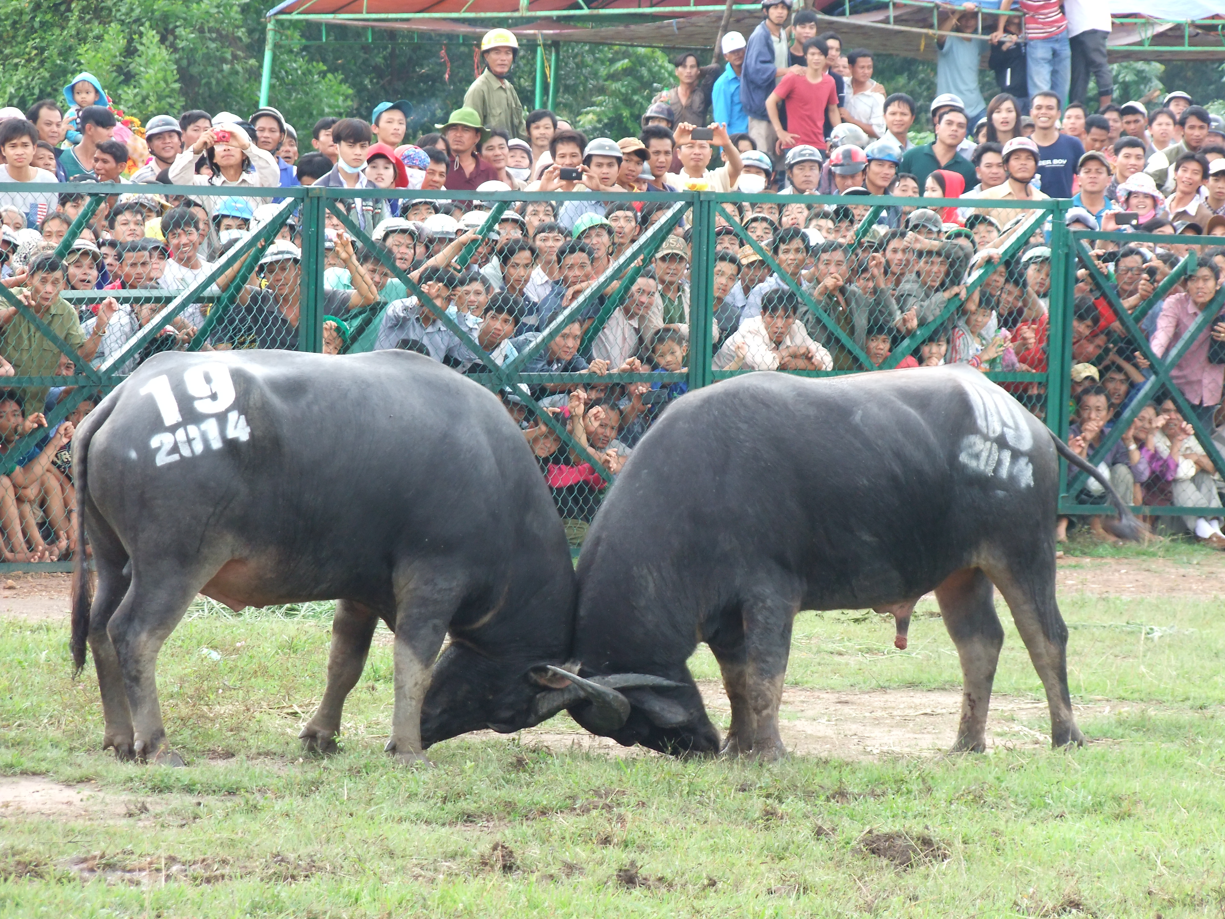 Chung kết hội chọi tr&acirc;u Hớn Quản sẽ tổ chức ng&agrave;y 17-9