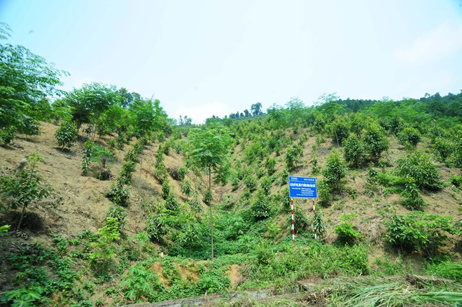 Người trồng rừng được hưởng toàn bộ sản phẩm từ rừng trồng