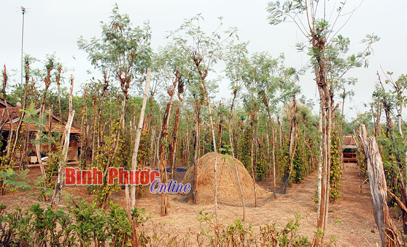 4.826 ha hồ tiêu nhiễm bệnh chết chậm