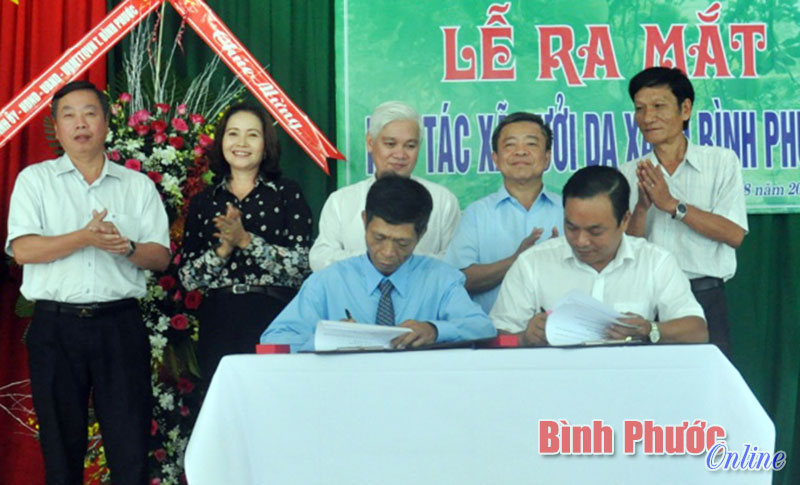 Ra mắt Liên hiệp Hợp tác xã bưởi da xanh đầu tiên của Bình Phước