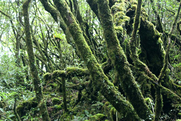 Phát hiện rừng Đỗ Quyên nguyên sinh ngàn năm trên dãy Trường Sơn 