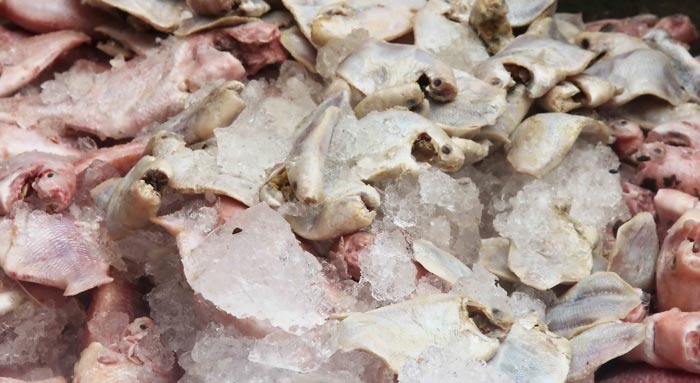 Phát hiện gần 1 tấn cá thối sắp được chế biến thức ăn cho công nhân 