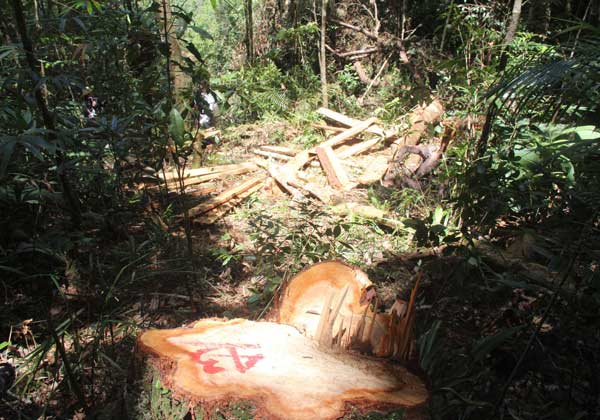 Quảng Nam họp b&aacute;o c&ocirc;ng bố vụ ph&aacute; rừng Pơ mu ở Nam Giang 