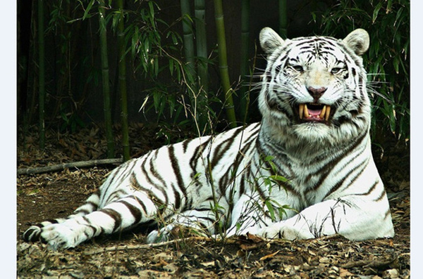 Vụ Hổ vồ chết người ở Bình Dương: Nhân viên không được đào tạo để chăm sóc thú dữ 