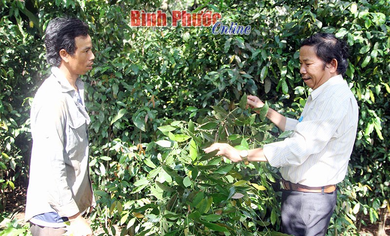 Gặp người trồng rau “đặc sản” quy mô lớn