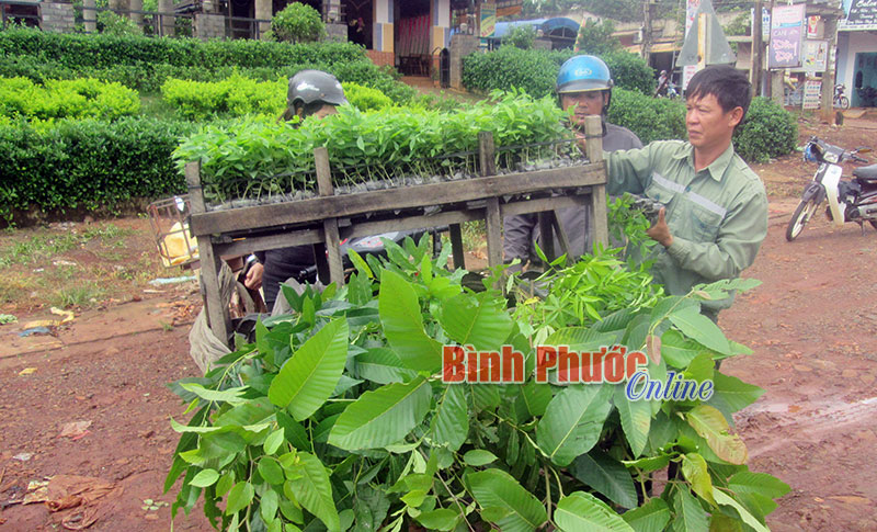 Mạo hiểm với cây giống bán dạo