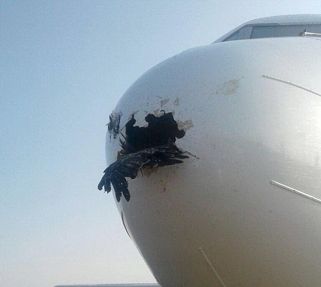Hành khách khiếp sợ khi máy bay bị chim đại bàng đâm thủng đầu