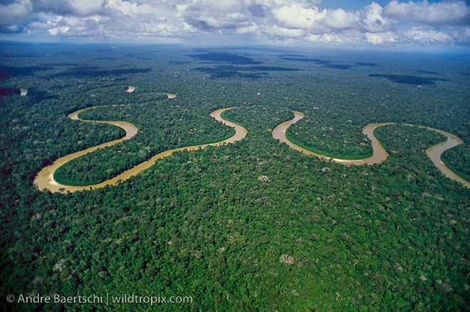 Cần 300 năm để hoàn thành thống kê thực vật rừng Amazon - Binh Phuoc, Tin  tuc Binh Phuoc, Tin mới tỉnh Bình Phước