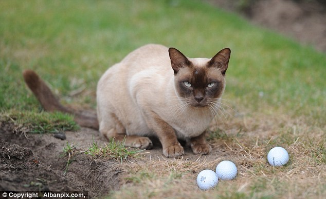Chú mèo chuyên "ăn trộm" bóng golf khiến CLB phải đổi luật chơi