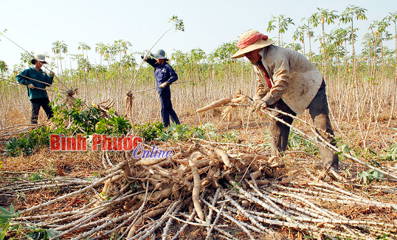 Phụ thuộc thị trường Trung Quốc: Xuất khẩu mì khó khăn, nông dân thua lỗ