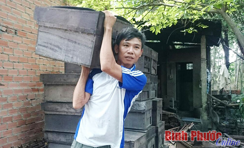 Mùa mật “đắng” ở Minh Hưng