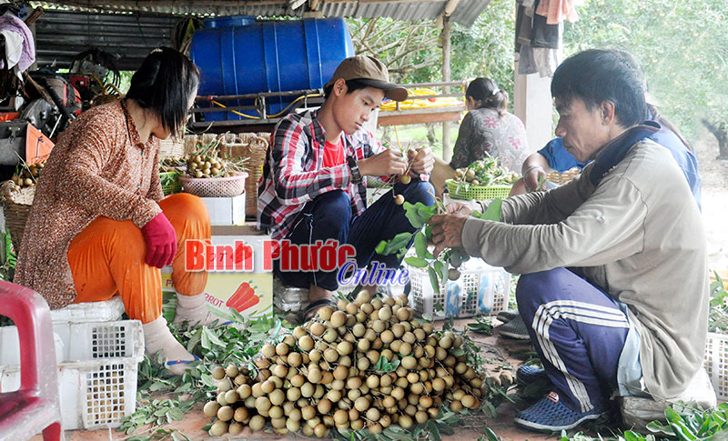 Những nông dân biết “thiết kế” tương lai 