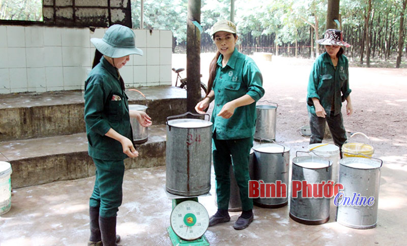 Nông trường An Bình 11 năm liên tục đạt 2 tấn/ha