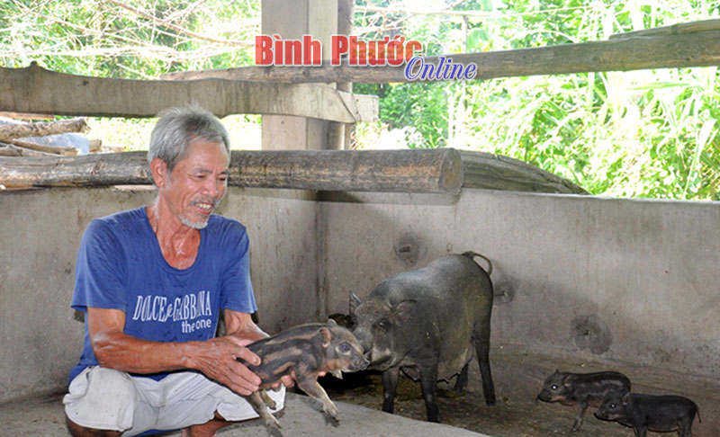 Nhiều lý do để nuôi heo sạch