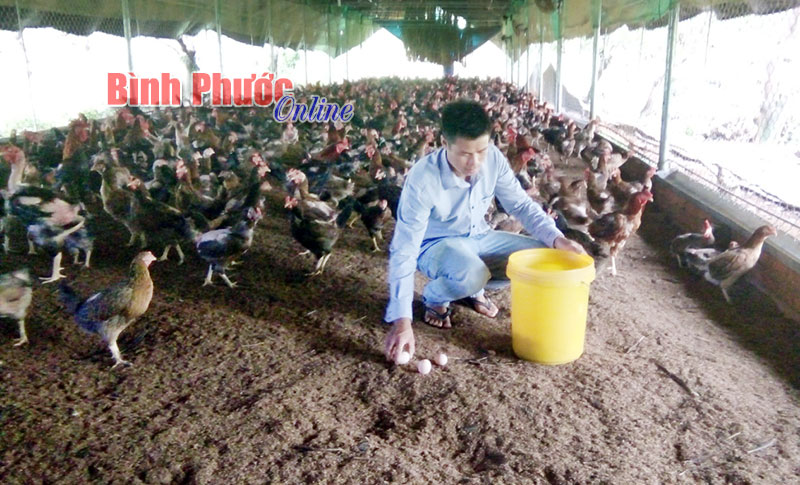 Nuôi gà thành công nhờ áp dụng đúng kỹ thuật