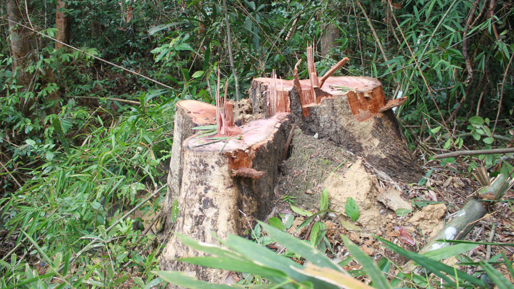 Th&ocirc;ng tin cụ thể về dự &aacute;n chăn nu&ocirc;i kết hợp trồng rừng ở B&ugrave; Đốp