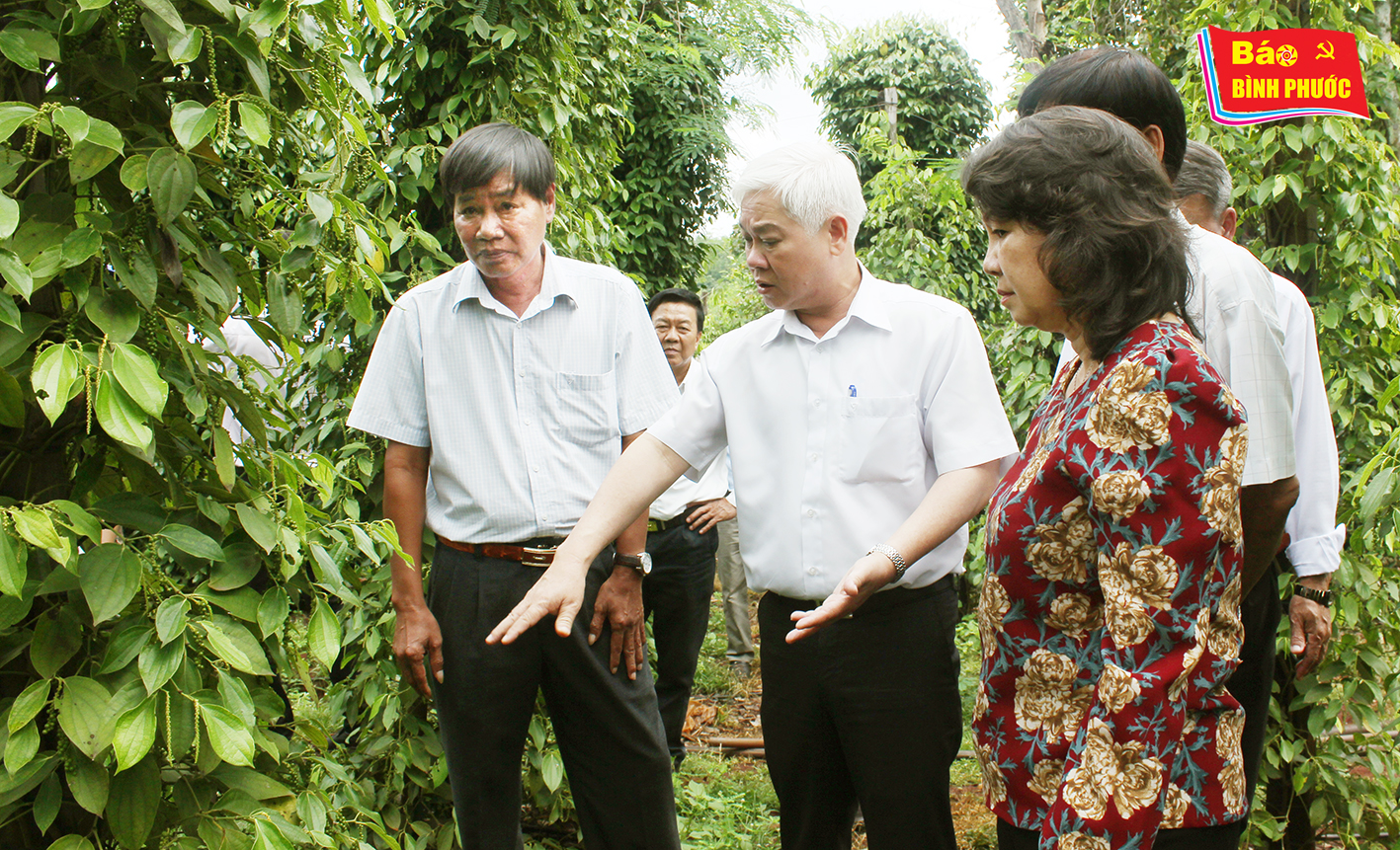 [Video] Bí thư Tỉnh ủy thăm mô hình tưới tiêu nhỏ giọt tại huyện Lộc Ninh