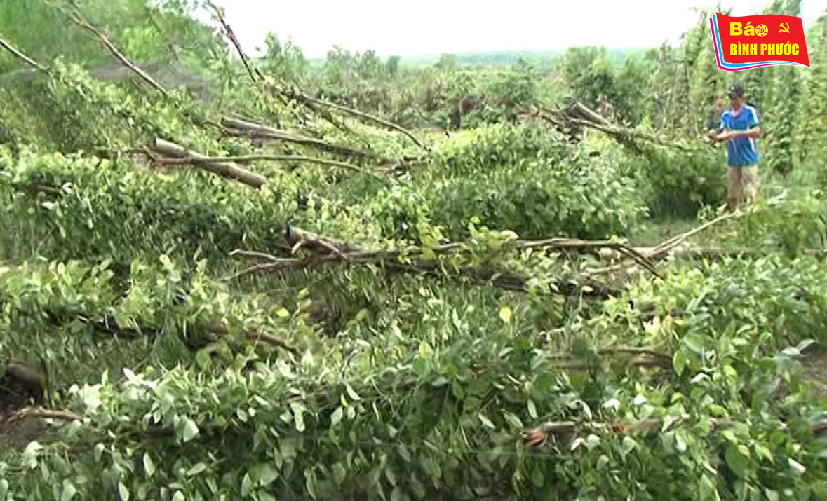 [Video] Lộc Ninh: Lốc xoáy gây thiệt hại trên 4 tỷ đồng