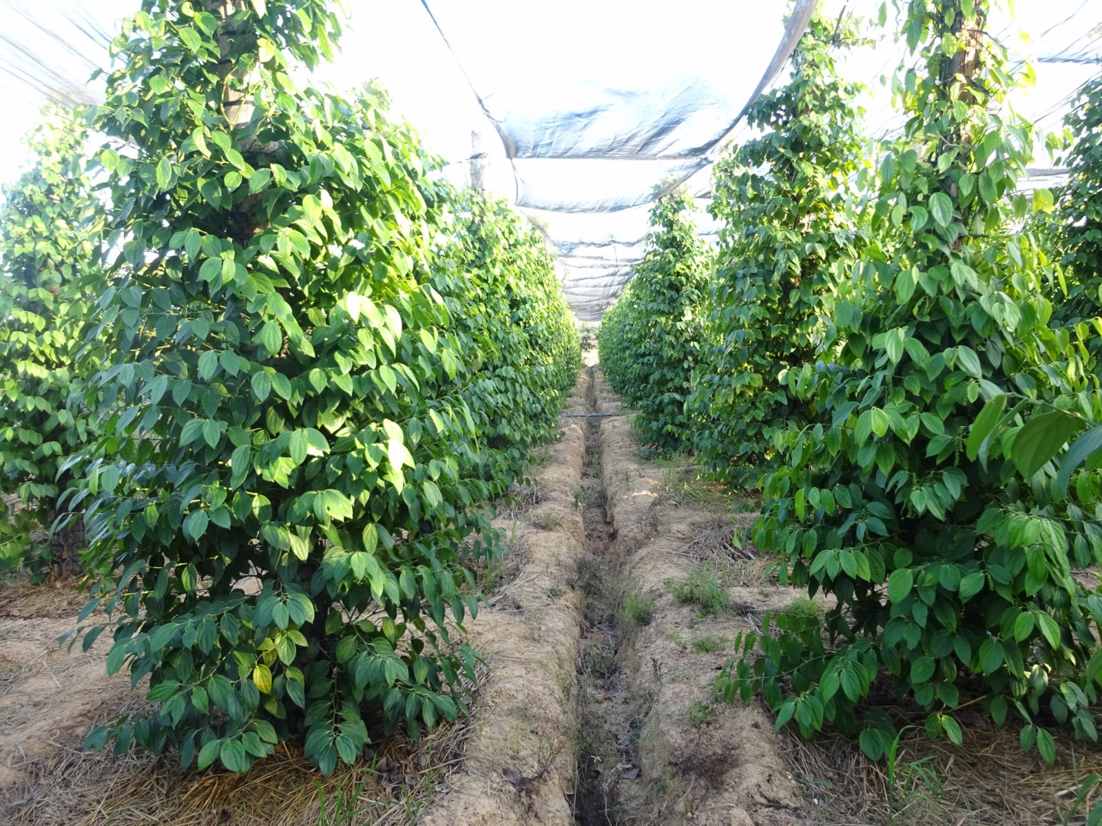 Cải thiện chất lượng hồ tiêu Việt Nam theo đề nghị của Hiệp hội Gia vị châu Âu