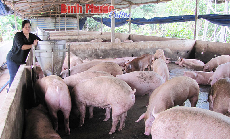 Để kinh tế trang trại không chỉ là tiềm năng