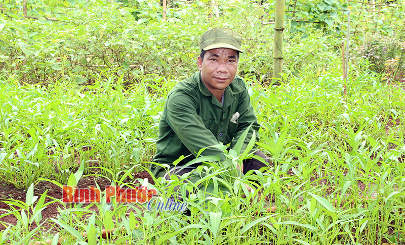 Đồng bào S’tiêng trồng rau