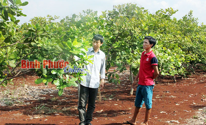 AB0508 - giải pháp mới cho người trồng điều?